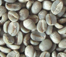 Raw Coffee beans matching Blue Mountain A grade
