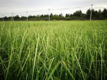 Vetiver essential oil is good for mind control