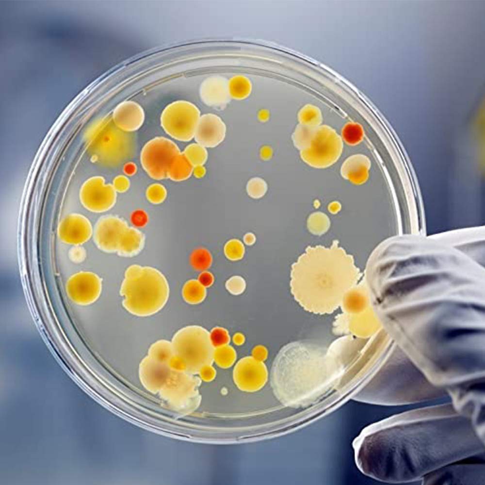lab disposable transparent plastic petri dishes 100mm 90mm sterile culture petri dish 90x15mm