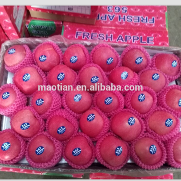 Yantai Fresh Red Fuji Apple
