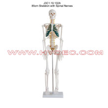 85cm Skeleton with Spinal Nerves-J3C1.19.102A