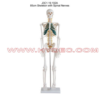 85cm Skeleton with Spinal Nerves-J3C1.19.102A