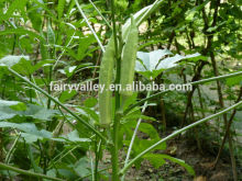 Top quality healthy vegetable hybrid longhorn okra seeds for growing