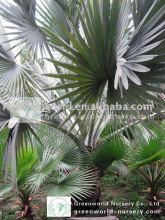 bismarckia nobilis exporter