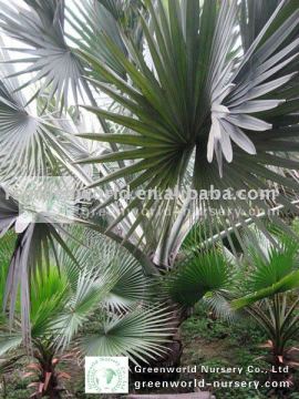 bismarckia nobilis exporter