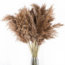 Hot Selling Natural Dried Beige Medium Reed Pampas Grass for Home and Wedding Decor