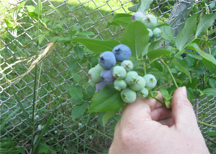 Chain Link Fence