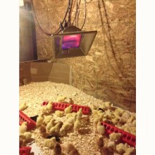 LP gas brooder heaters for 800-1000 brooding chicks