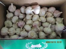 Cold Storing Fresh Normal Garlic