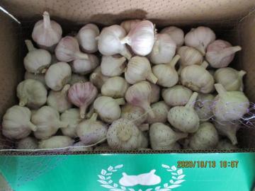Cold Storing Fresh Normal Garlic