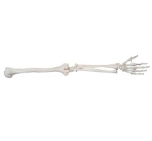 Life-Size Upper Extremity Skeleton Model