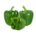Fresh green color capsicums bell pepper