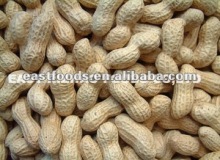 roasted peanut in shell 11/13