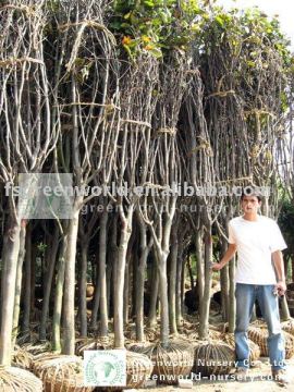 Magnolia denudata big size