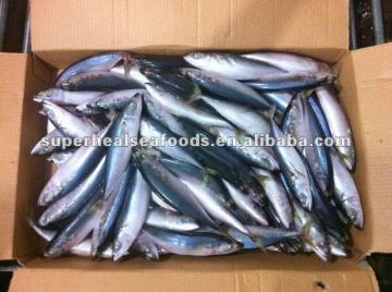 Frozen pacific mackerel Scomber japonicus