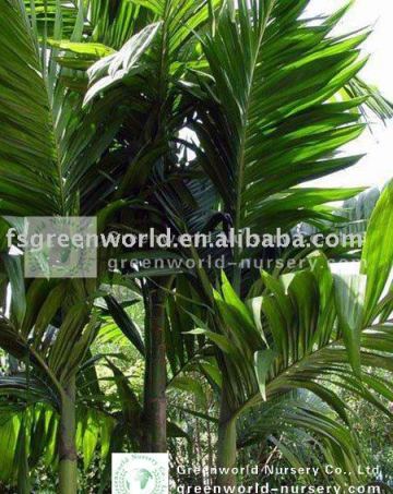 areca triandra palm trees