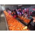 Nieuwe Crop 2020 Fresh Carrot