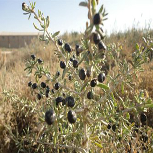 μαύρο πλεονέκτημα τσάι wolfberry black wolfberry tea benefit