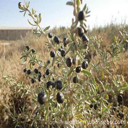 lycium barbarum black