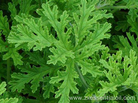 Factory supply Geranium Essential Oil New for Aromatherapy