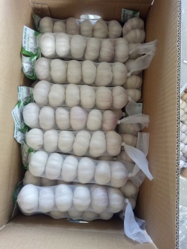 Nomal white garlic to Norway
