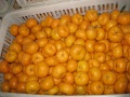 Manis Nanfeng Baby mandarin