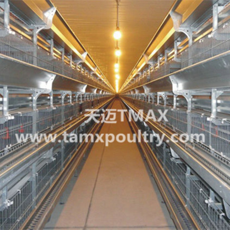 H Type Poultry Farming Equipment