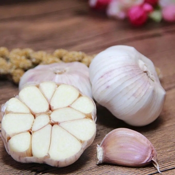 cold store high qulaity garlic for EU