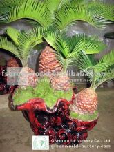 cycas revoluta grower