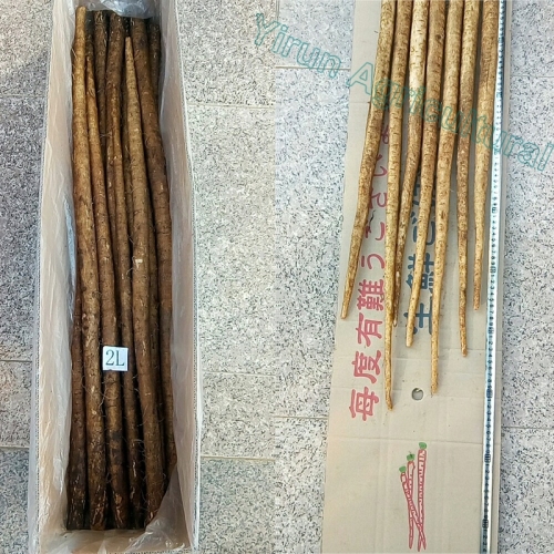 Asli Burdock Root Musim 2018