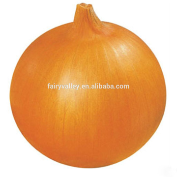 High Quality Onion seeds for growing competitive price