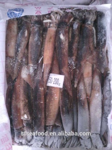 import export seafood fish illex squid