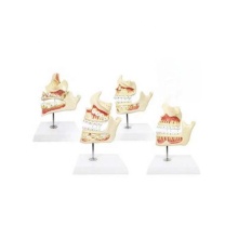 DARHMMY 4-Stage Dental Development Model for Medical Teaching