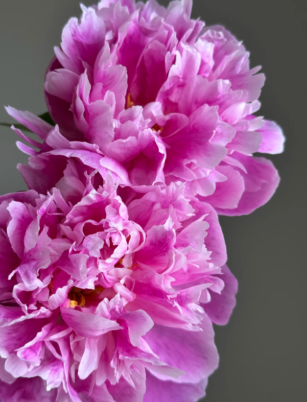 এগেট পিঙ্ক পিওনি Agate Pink Peony