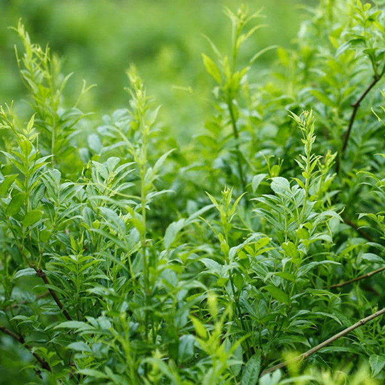 Vine Tea Powder Vine Tea Powder
