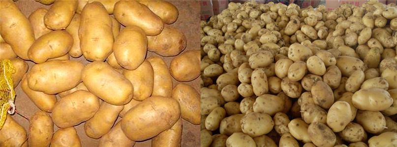 Chinese New Crop Fresh Holland Potato From China