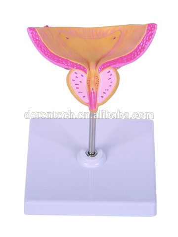 Human section Male Urinary Bladder with Prostate Model