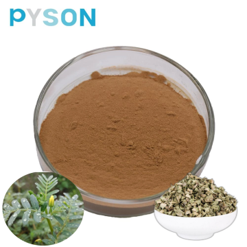 Tribulus terrestris extract powder Saponins 95%