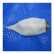 Cheap price frozen giant whole cleaned squid, frozen argentina illex whole cleaned squid