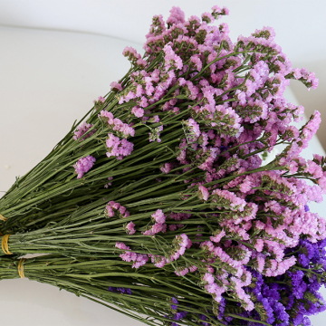 Yunnan Natural Dried Forget-Me-Not Leaf Flowers for Home Decor