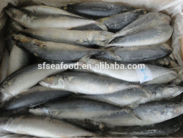 seafood mackeral fish from China