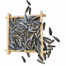 Healthy Raw Sunflower Seeds With Good Reputation