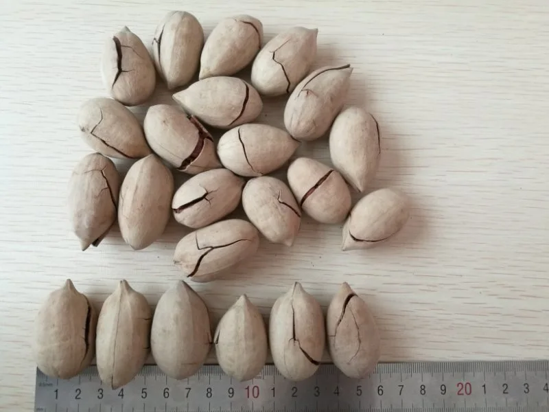 Hot Sale Bleached/Non-Bleached Pecan Nuts Small Walnut