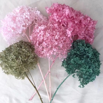 Wholesale Pink Dried Hydrangea Flowers with Single Long Stem