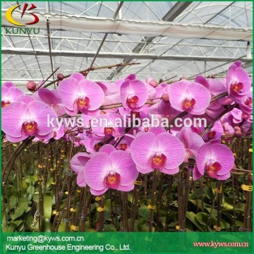 Orchid flower export Taiwan orchid nursery orchid flower for sale