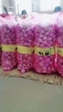 Garlic wholesale Hot sales