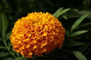 Marigold extract