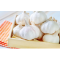 Export Chinese fresh garlic high quality garlic wholesale