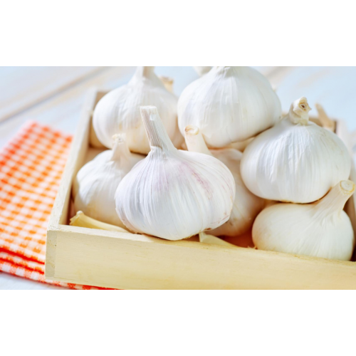 Export Chinese fresh garlic high quality garlic wholesale