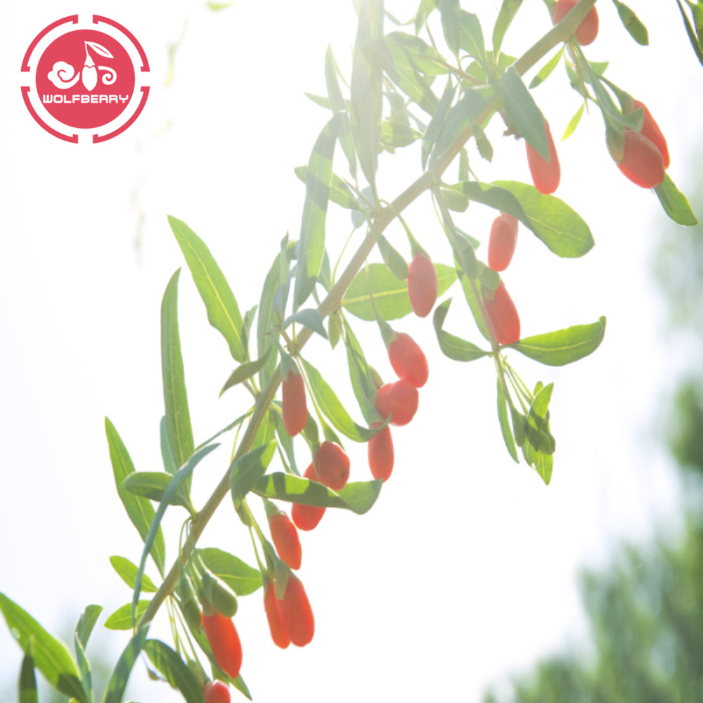 Low Price Free Sample Bacche di Goji a basso contenuto di pesticidi